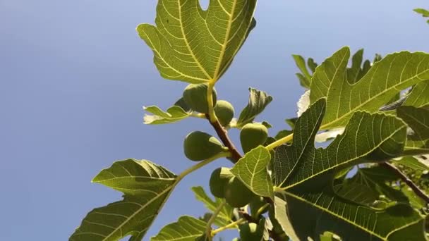 Meyveli Ficus Carica Incir Ağacı Yakın Çekim Videosu — Stok video