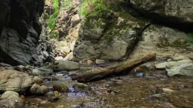 A calm stream in a forest