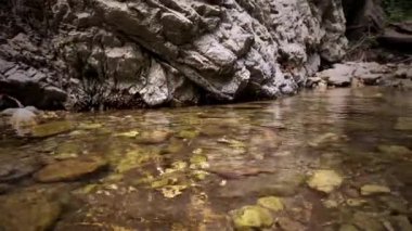 A calm stream in a forest
