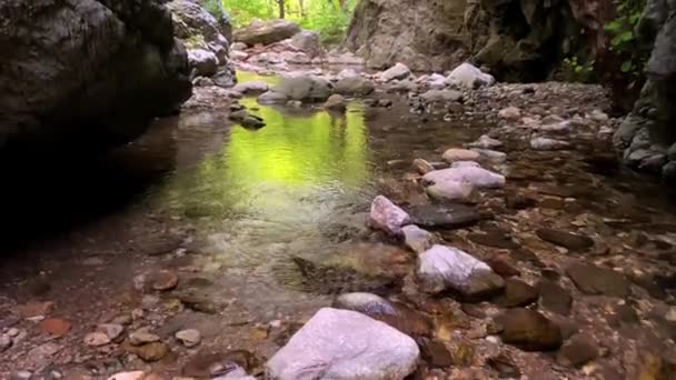 Спокойный Ручей Лесу — стоковое видео