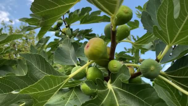 Fig Ripe Green Fruit — Vídeo de stock