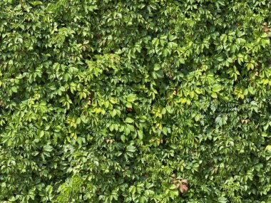 Seamless green wall texture leaves ivy