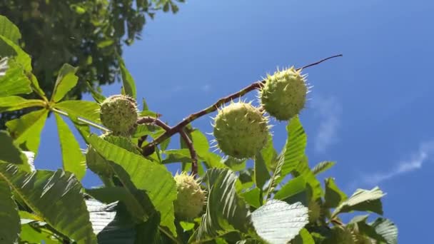 Paardenkastanje Met Fruit Zomervideo — Stockvideo