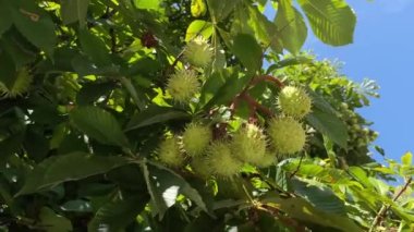 Yaz videosunda meyveli at kestanesi