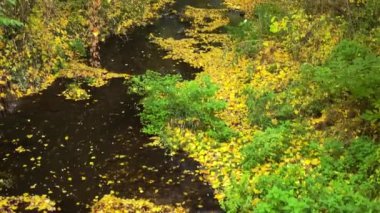 Rüzgardan dökülen sarı yapraklarla sonbahar nehri