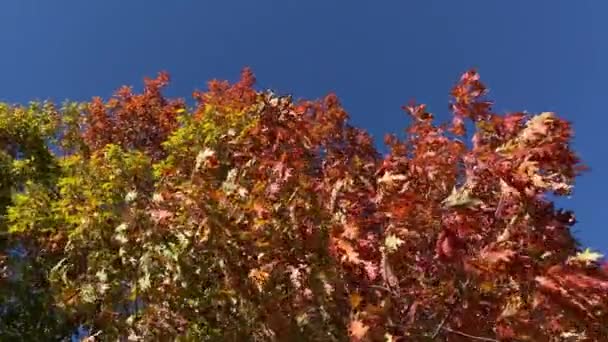 Pohon Musim Gugur Dengan Angin Daun Eropa Timur — Stok Video