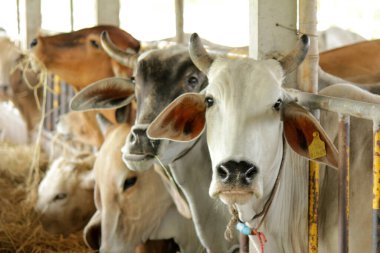 Otlaklardaki inekler, insan yiyeceği için kesilen mezbahalarda yetiştirilir..