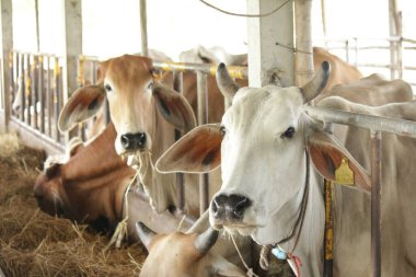 Otlaklardaki inekler, insan yiyeceği için kesilen mezbahalarda yetiştirilir..