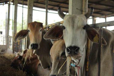 Otlaklardaki inekler, insan yiyeceği için kesilen mezbahalarda yetiştirilir..