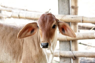 Otlaklardaki inekler, insan yiyeceği için kesilen mezbahalarda yetiştirilir..