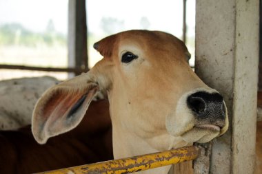 Otlaklardaki inekler, insan yiyeceği için kesilen mezbahalarda yetiştirilir..