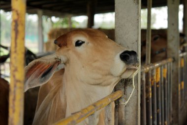 Otlaklardaki inekler, insan yiyeceği için kesilen mezbahalarda yetiştirilir..