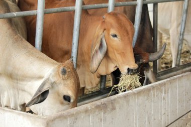 Otlaklardaki inekler, insan yiyeceği için kesilen mezbahalarda yetiştirilir..