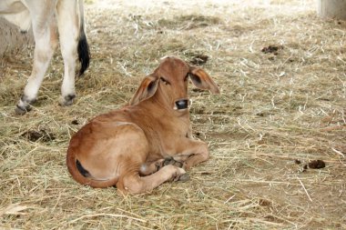 Cows on farms in grazing pads are raised in slaughterhouses to be slaughtered for human food.
