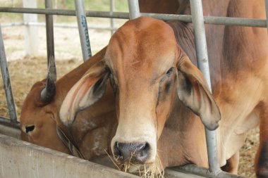 Otlaklardaki inekler, insan yiyeceği için kesilen mezbahalarda yetiştirilir..