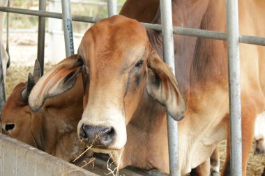 Otlaklardaki inekler, insan yiyeceği için kesilen mezbahalarda yetiştirilir..