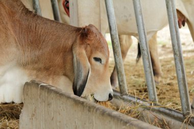 Otlaklardaki inekler, insan yiyeceği için kesilen mezbahalarda yetiştirilir..