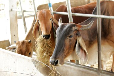 Otlaklardaki inekler, insan yiyeceği için kesilen mezbahalarda yetiştirilir..