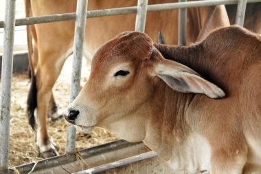 Otlaklardaki inekler, insan yiyeceği için kesilen mezbahalarda yetiştirilir..