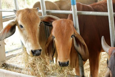 Otlaklardaki inekler, insan yiyeceği için kesilen mezbahalarda yetiştirilir..