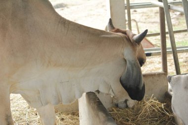Otlaklardaki inekler, insan yiyeceği için kesilen mezbahalarda yetiştirilir..