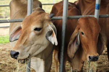 Otlaklardaki inekler, insan yiyeceği için kesilen mezbahalarda yetiştirilir..