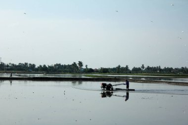 Büyük balıkçıl karides, yumuşakça, yengeç, çiftçilerin sürdüğü pirinç tarlalarında balık gibi su hayvanlarını arıyor..