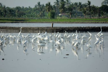 Büyük balıkçıl karides, yumuşakça, yengeç, çiftçilerin sürdüğü pirinç tarlalarında balık gibi su hayvanlarını arıyor..