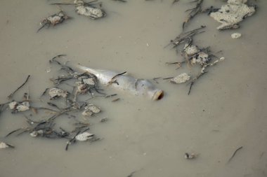 Su, saban sürmekten bulutlandıktan sonra nefes almak için bir balık türü yükseliyor..