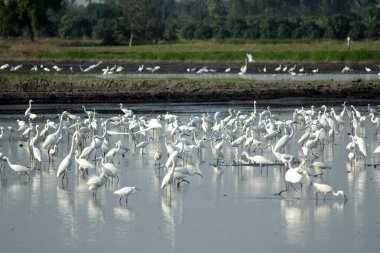 Büyük balıkçıl karides, yumuşakça, yengeç, çiftçilerin sürdüğü pirinç tarlalarında balık gibi su hayvanlarını arıyor..
