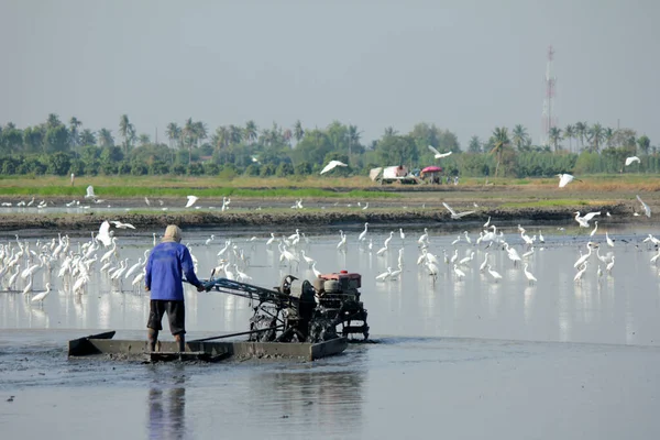 Large Egret Foraging Aquatic Animals Shrimp Mollusks Crabs Fish Rice — ストック写真