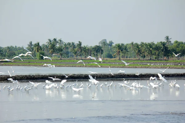 Large Egret Foraging Aquatic Animals Shrimp Mollusks Crabs Fish Rice — ストック写真