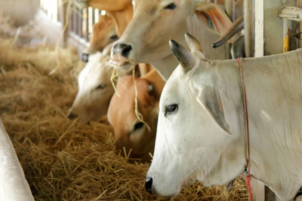 Cows on farms in grazing pads are raised in slaughterhouses to be slaughtered for human food.