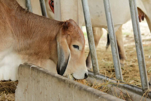 Otlaklardaki inekler, insan yiyeceği için kesilen mezbahalarda yetiştirilir..