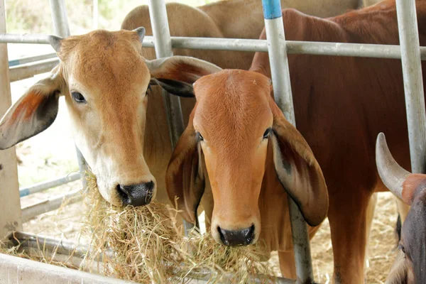 Otlaklardaki inekler, insan yiyeceği için kesilen mezbahalarda yetiştirilir..