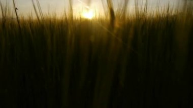Gün batımında buğday tarlası