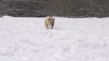 kamera doğru çalışan köpek