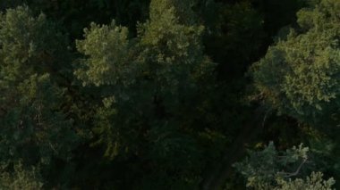 ormandaki ağaçların