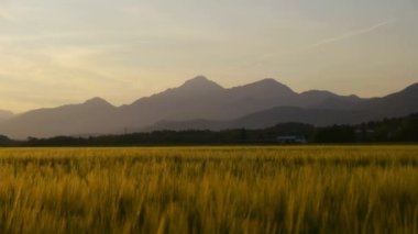 buğday alan gündoğumu