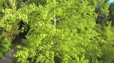 ağaç üzerinde yükselen