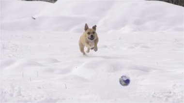 köpek kış