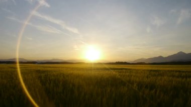 Gün batımında buğday tarlası