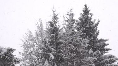 Ormanda kar yağıyor