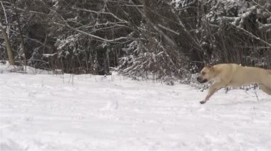 getirme köpekle oynayan adam