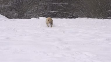 Buldog çalışan kış