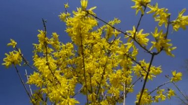 sarı çiçek hor çiçeği