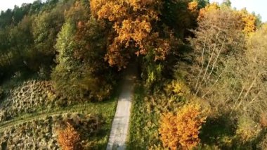 sonbahar renkli ağaçlar üzerinde uçuş