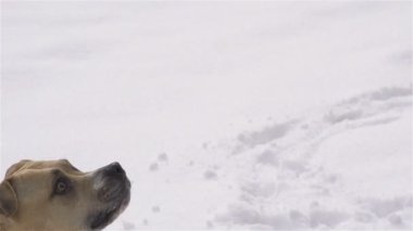 köpek bir topu yakalıyor