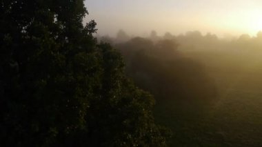 Uçuş puslu sabah bir ağaç üzerinde