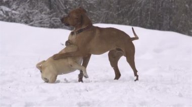 Kışın oynayan köpekler